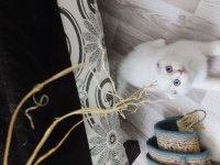 2 aylık kar beyaz mavi göz scottish fold dişi