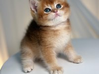 Golden British Shorthair