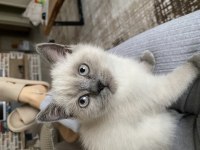 YAVRU KEDİLER