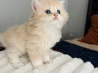British Longhair Golden