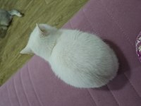 Safkan british longhair