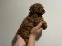 Red Toy Poodle Yavru Dişi ve Erkek Karma Yapıldı