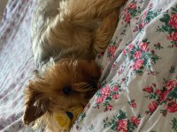 Ücretsiz sahiplendirme 3 yaşında yorkshire terrier
