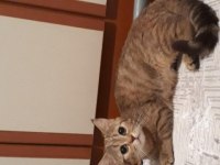 Adım latte ömürlük yuva arıyorum