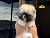 Pomeranian yavru köpekler