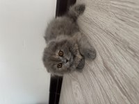 2 aylık dişi uzun tüylü scottish fold