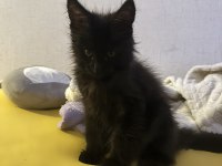 Polydactyly MAİNE COON BEBEKLER