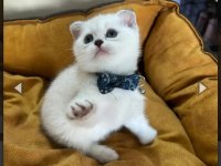 Scottish Fold Erkek Yavrumuza Yuva Uyguna