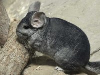 Chinchilla çinçila