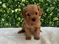 Kilo ve Boy Garantili Toy Poodle Yavrularım