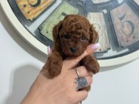 TOY POODLE YAVRULARI DİŞİ