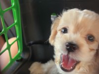 2 Aylık Toy Poodle