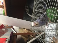 1 haftalık bebek yavru kuşlar