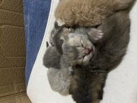 British shorthair ve bluepoint yavrularımız