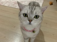 Güzeller güzeli sevecen straight kedimi sahiplendiriyorum