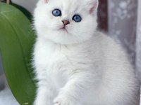 En Saf Beyaz British Shorthair Ns1133