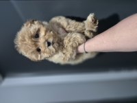 Maltipoo yavrum 55 günlük