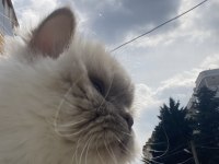 Maviş gözlü tatliş kedimiz kira british longhair