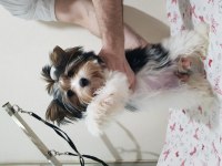 Biewer yorkshire terrier