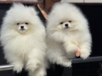 Show kalite teddy bear face pomeranian yavrularımız