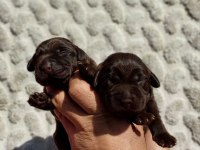 Çkolata Labrador