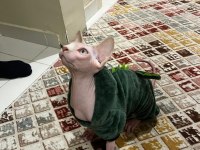 Sfenks pembe erkek kedi