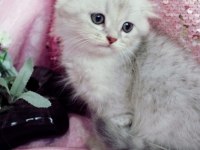 British shorthair 55 günlük