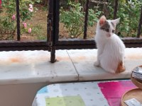 Ev kedisi sahipendilecek
