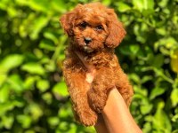 Irk ve Sağlık Garantili Orjinal Maltipoo Yavrular
