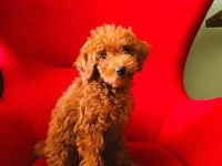2,5 Aylık Toy Poodle Yavrumuz Bambi Sahibini Arıyor!