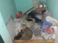 Fip Hastalıklı Anne Kedi Ve 4 Tane Yavru