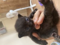 BRİTİSH SHORTHAİR KEDİMİZ SAHİPLENDİRİLECEKTİR