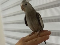 Erkek konuşur vaziyette sultan papağanı grey
