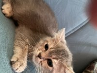 British shorthair golden