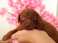 Red Toy Poodle