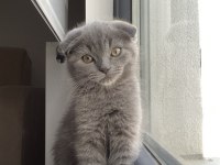 Scottish fold kedimiz