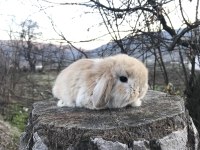 Mini lop tavşanı bebeklerimiz