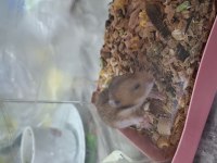 Hamster yavruları