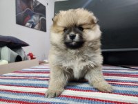 REZERVEYE AÇIK KÖPEĞİMİZ 2
