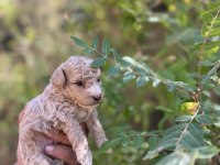 Toy poodle çok tatlı yavrularımız