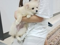 Acil sahiplendirme 4 aylık WC eğitimli pomeranian erkek