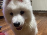 Dünyanın en tatlı köpekleri SAMOYED
