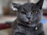 BRİTİSH KEDİMİZ UYSAL