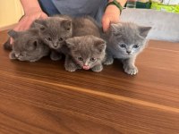 British shorthair yavrularımız yeni yuvalarını arıyor