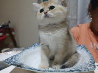 British Shorthair Golden Ny 12