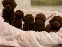 Kore Poodle Anne Baba nın Bebekleri