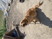 Golden retriever yetişkin çipi aşıları tamdır