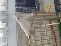 Albino Erkek Sultan Papağanı