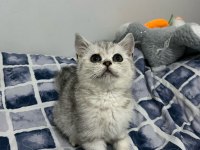 2 aylık 2 erkek ve 2 dişi kedimiz
