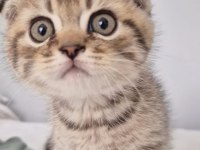 18 nisan doğumlu scottish fold erkek